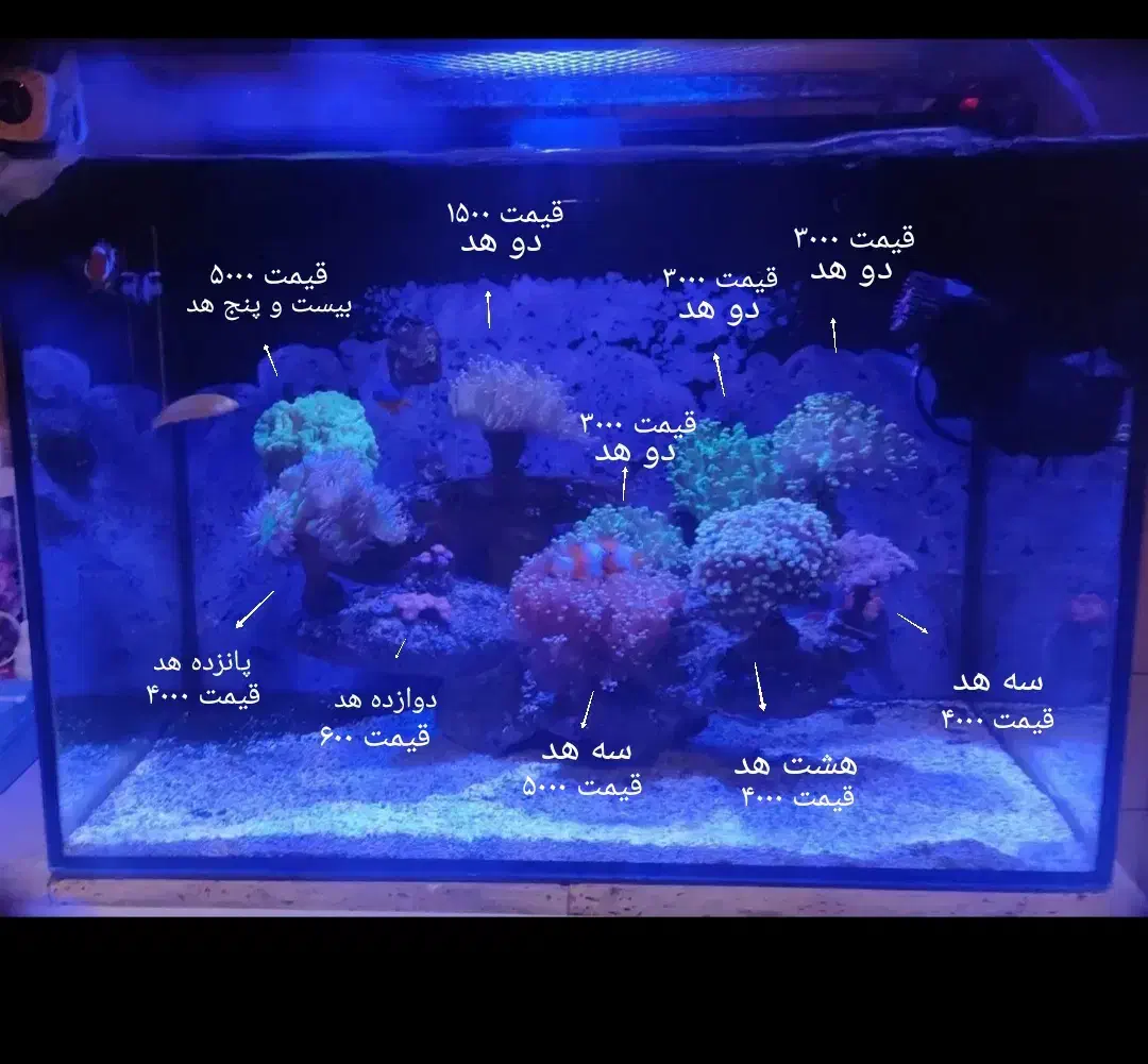 مرجان آب شور|ماهی|ری, دیلمان|دیوار