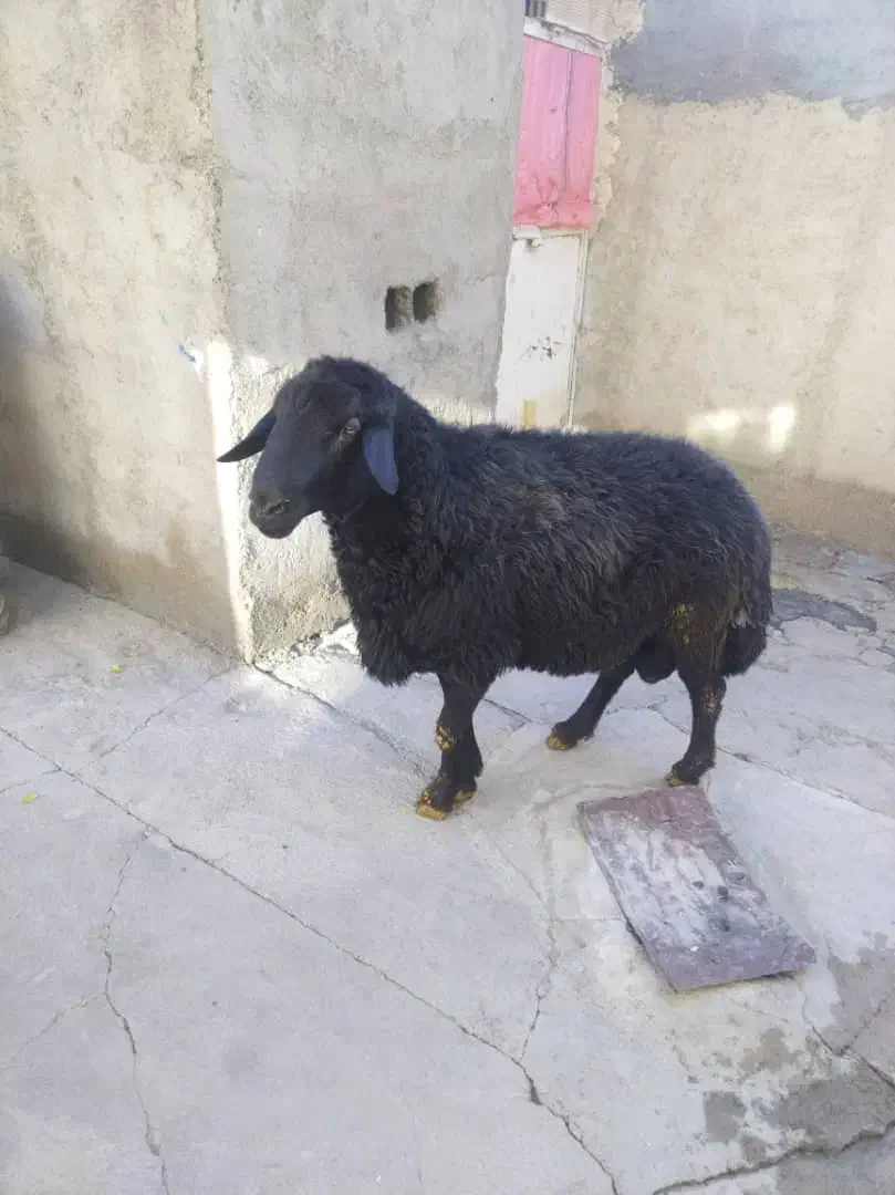 فروش قوچ|حیوانات مزرعه|بلبان آباد, |دیوار