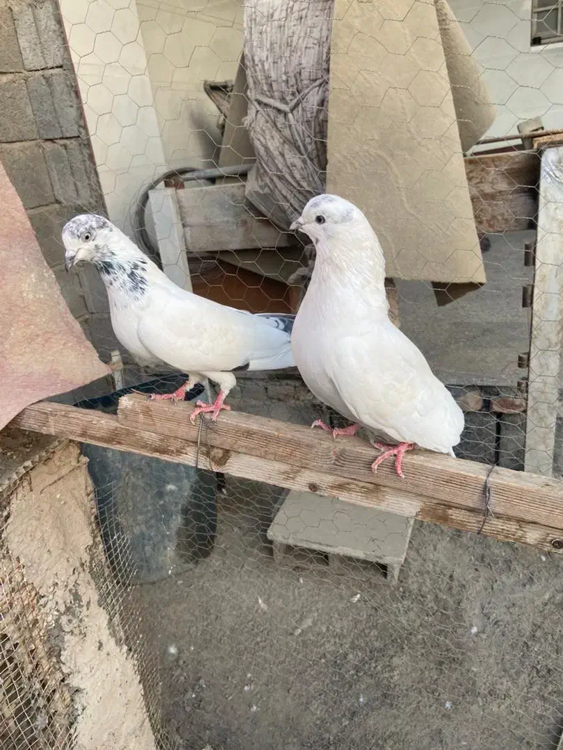 کبوتر پرشی|پرنده|میناب, |دیوار