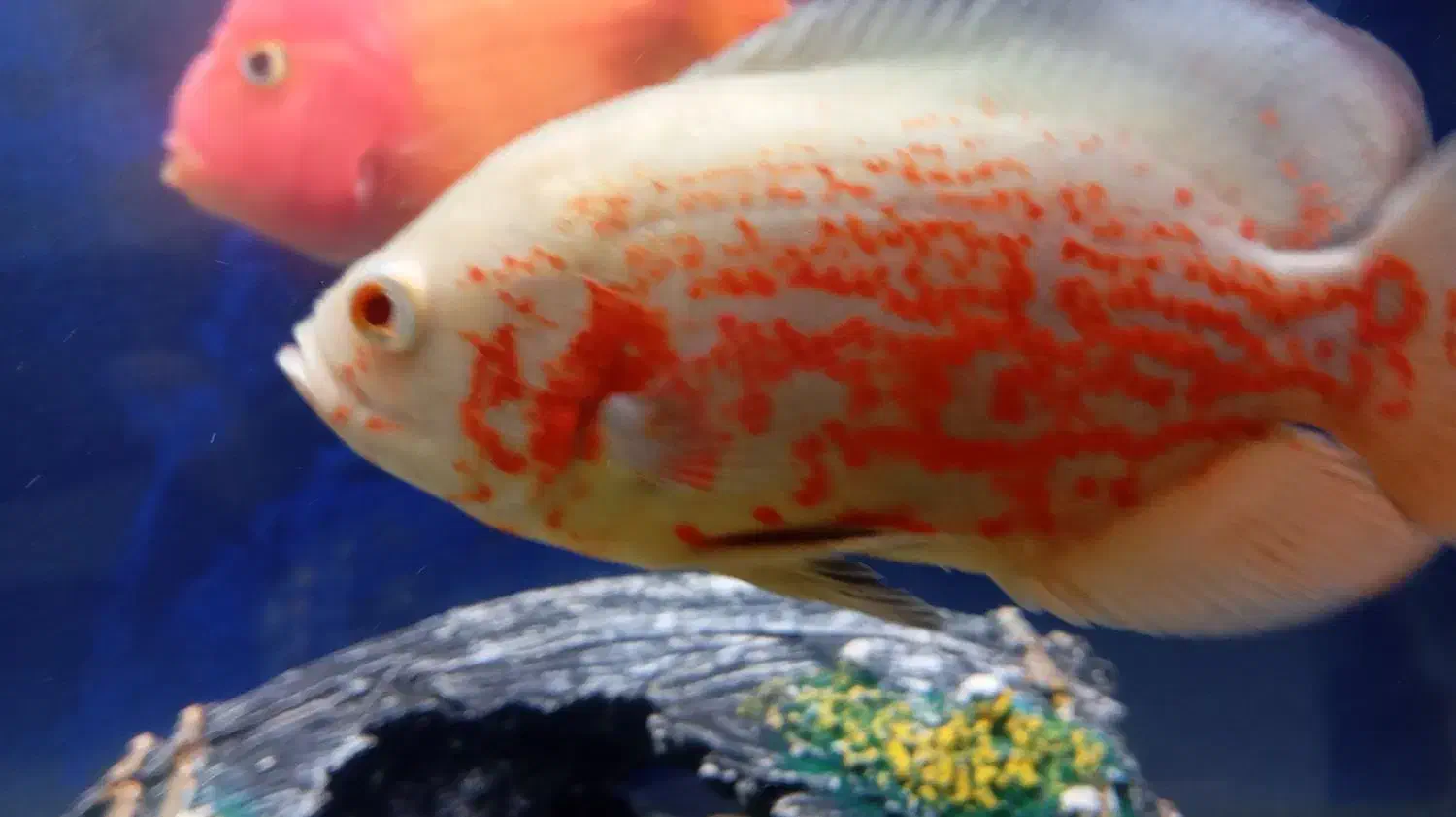 ماهی اسکار|ماهی|شیراز, رکنآباد|دیوار