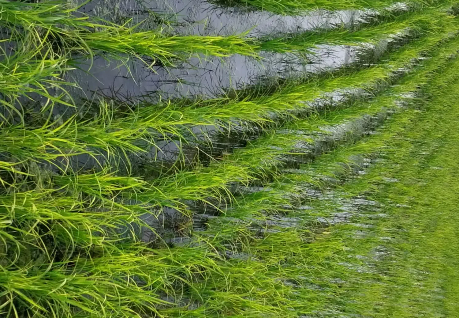 فوری فروش ۳۰۰۰متر زمین شالیزار شاندرمن|فروش دفتر صنعتی، کشاورزی، تجاری|شاندرمن, |دیوار