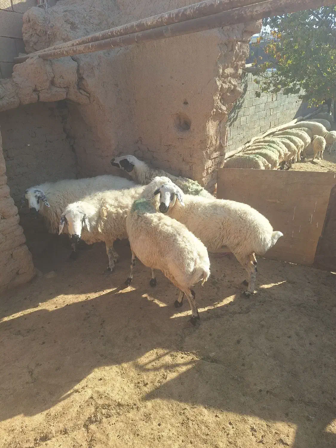 ۵راس میش داشتی آبستن چاق فروشی|حیوانات مزرعه|دلیجان, |دیوار