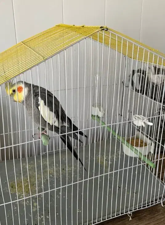 عروس هلندی|پرنده|محمدبار, |دیوار