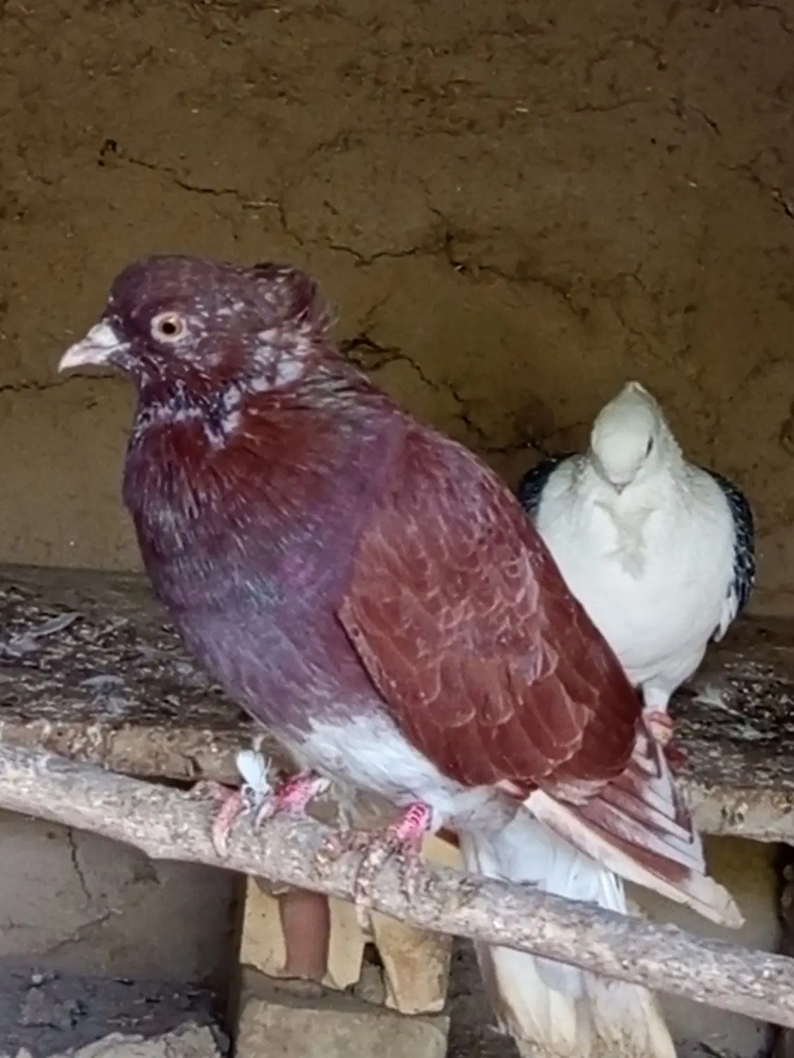 کبوتر اس|پرنده|کلاله, |دیوار