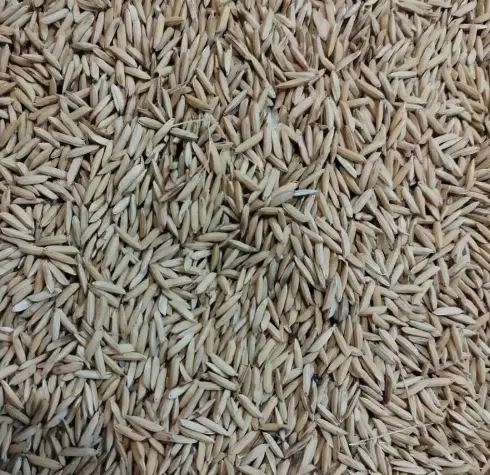 شالی|خوردنی و آشامیدنی|خان ببین, |دیوار