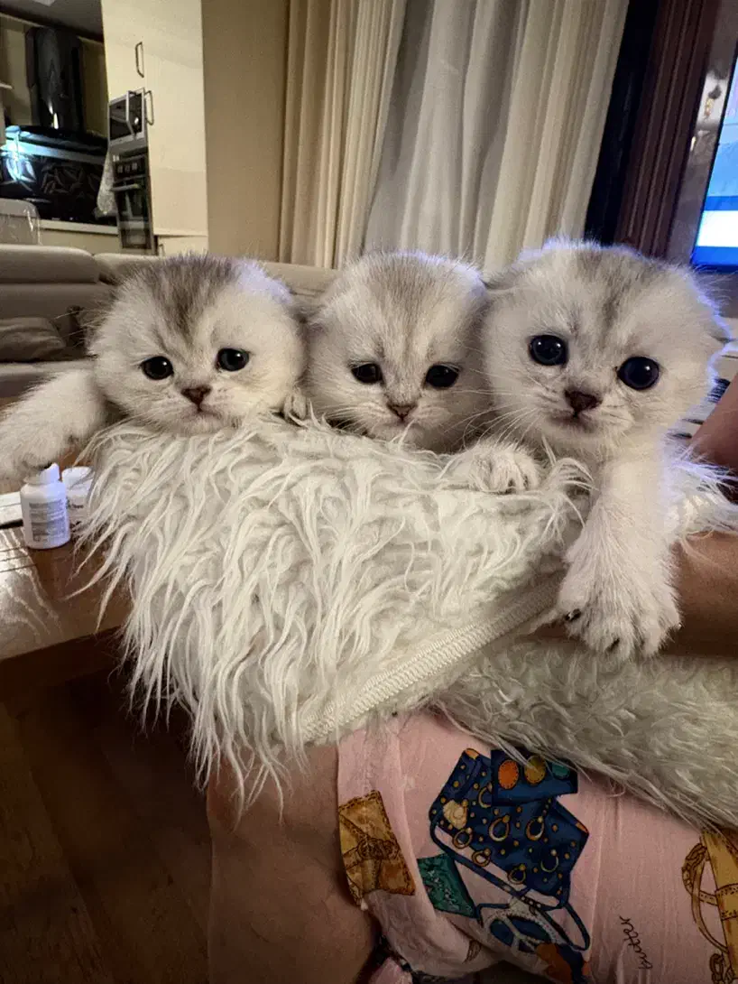 گربه های اصیل با ضمانت|گربه|تهران, سعادتآباد|دیوار