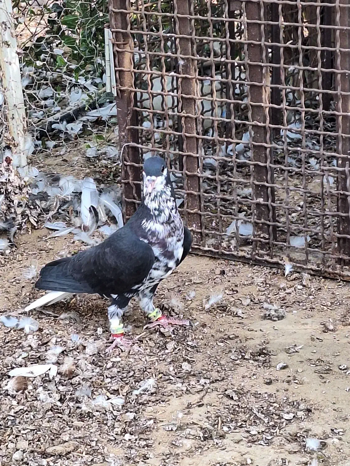 شهری سیاه نر|پرنده|برازجان, |دیوار