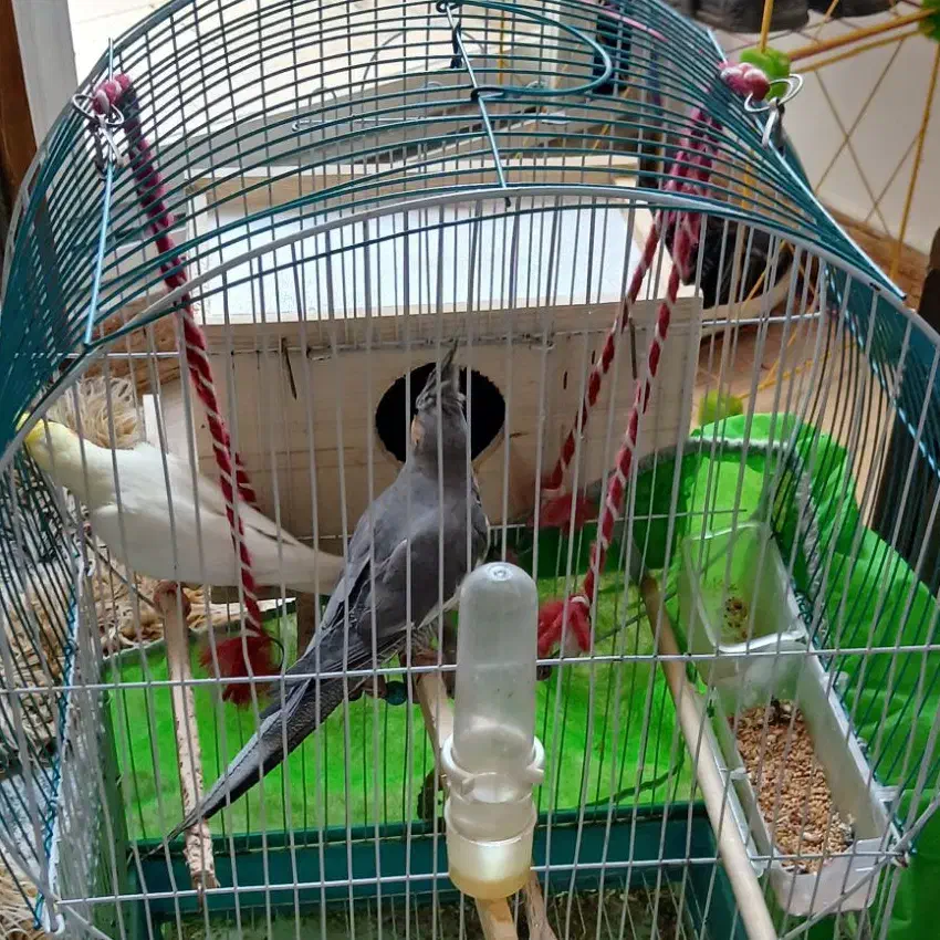 عروس هلندی جفت|پرنده|رشت, یخسازی|دیوار