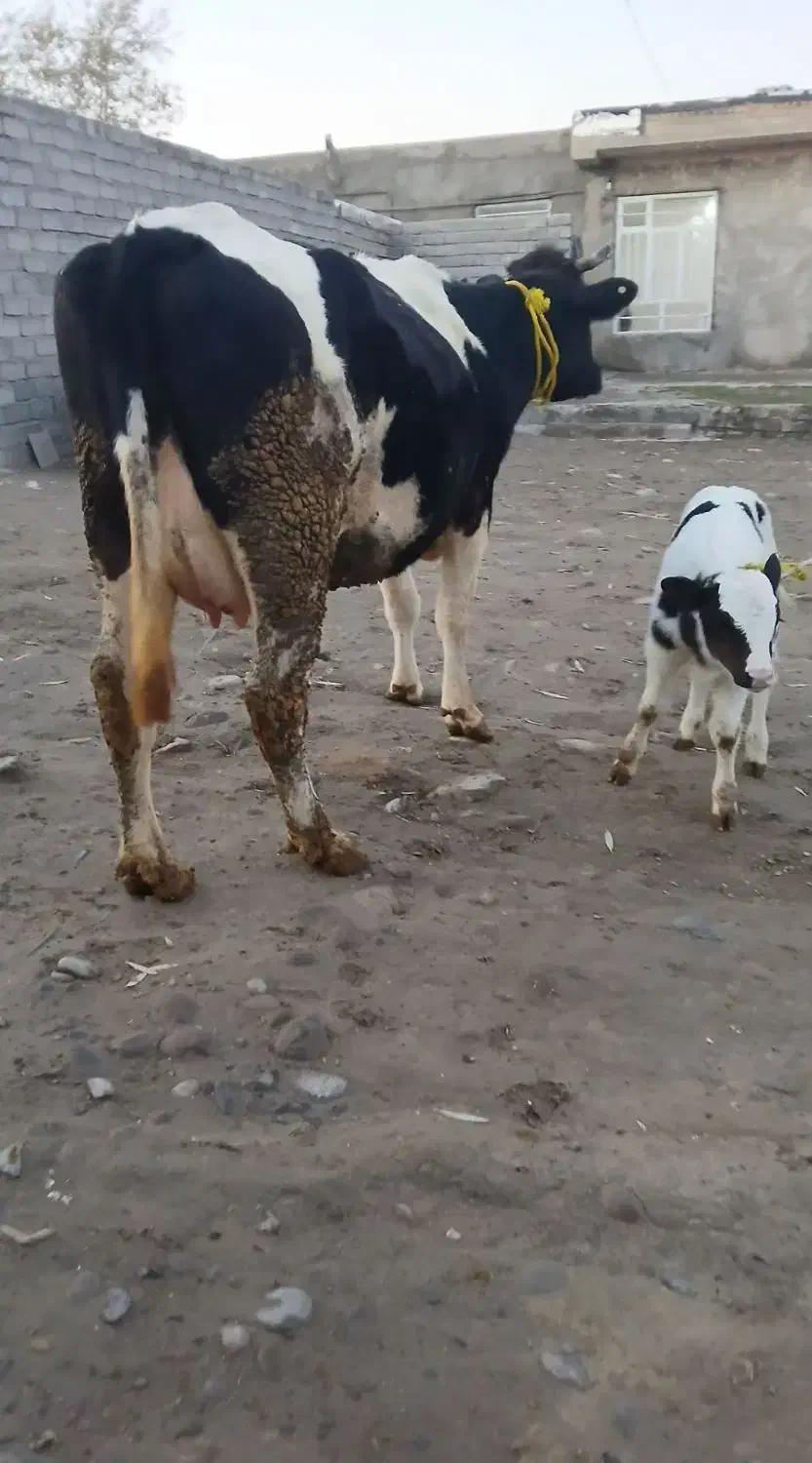 گاو صحرایی|حیوانات مزرعه|نظر کهریزی, |دیوار