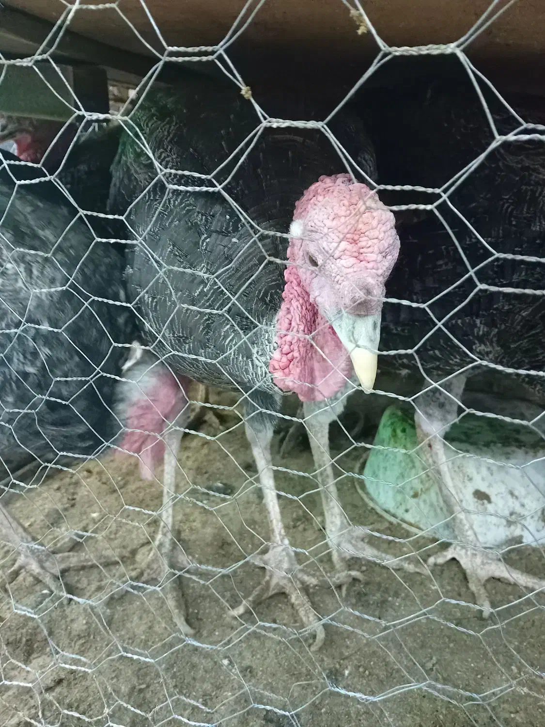 فروش بوقلمون|حیوانات مزرعه|بم, |دیوار