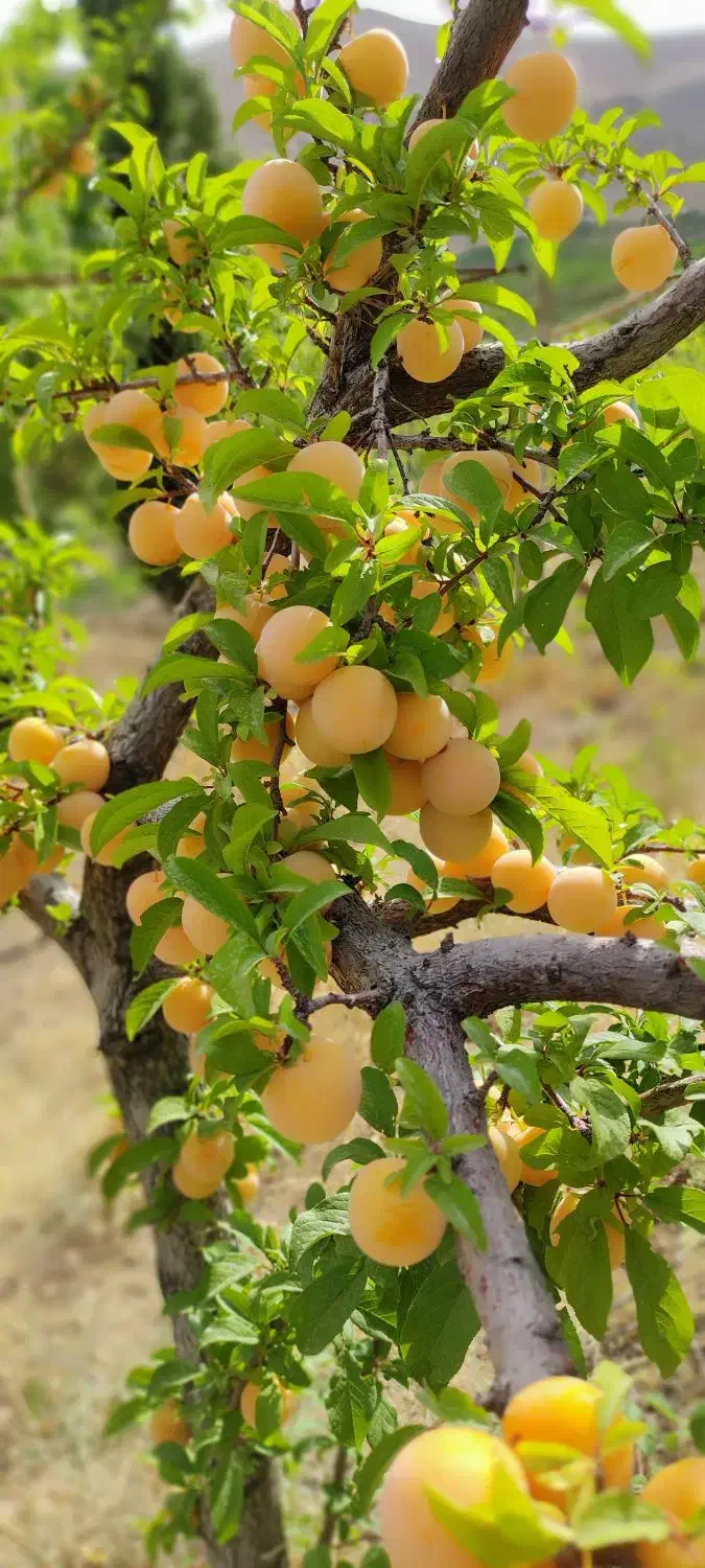 فروش باغ طرح عمان ۲۰۰۰ متری با فنس و آلاچیق|فروش زمین و ملک کلنگی|شهرکرد, |دیوار