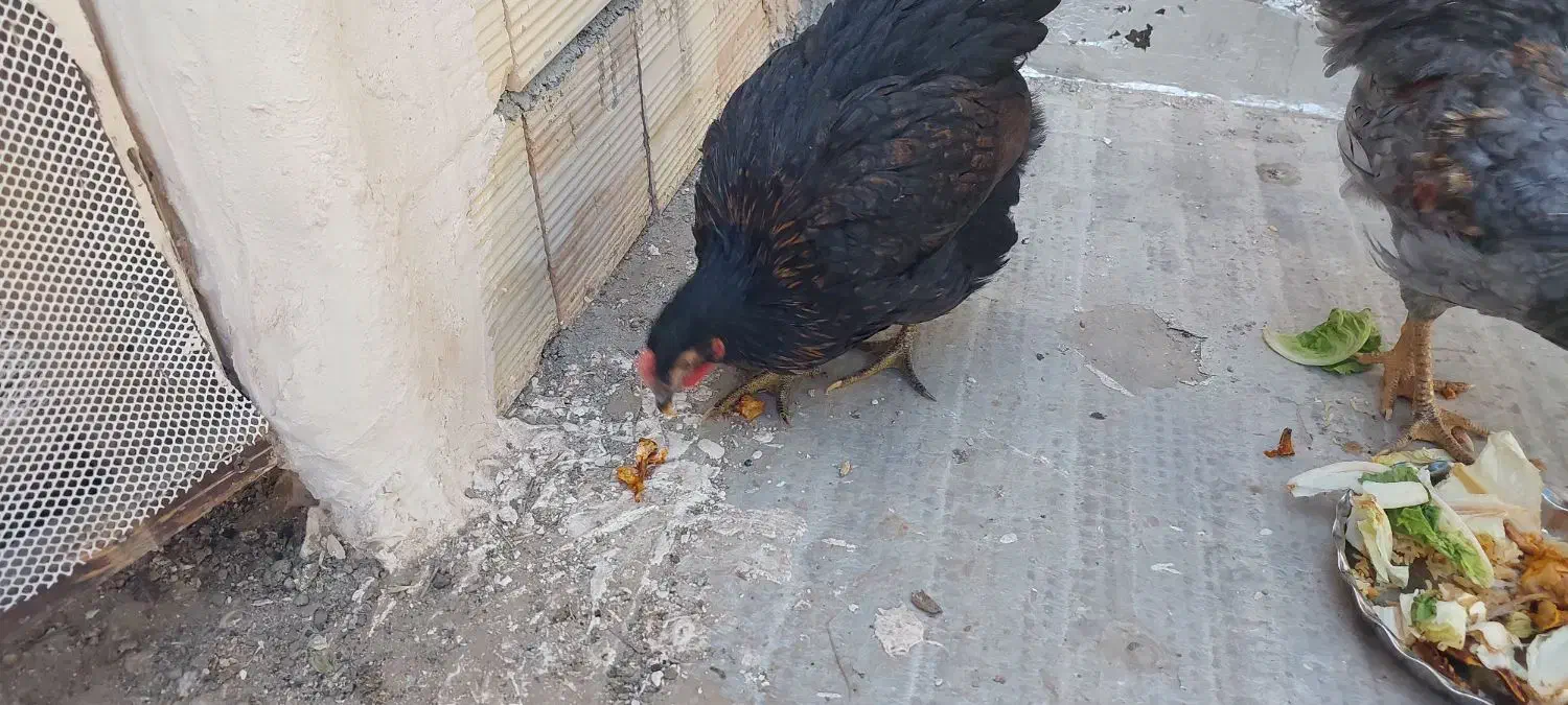 مرغ وخروس|حیوانات مزرعه|قم, حاج خلیل|دیوار