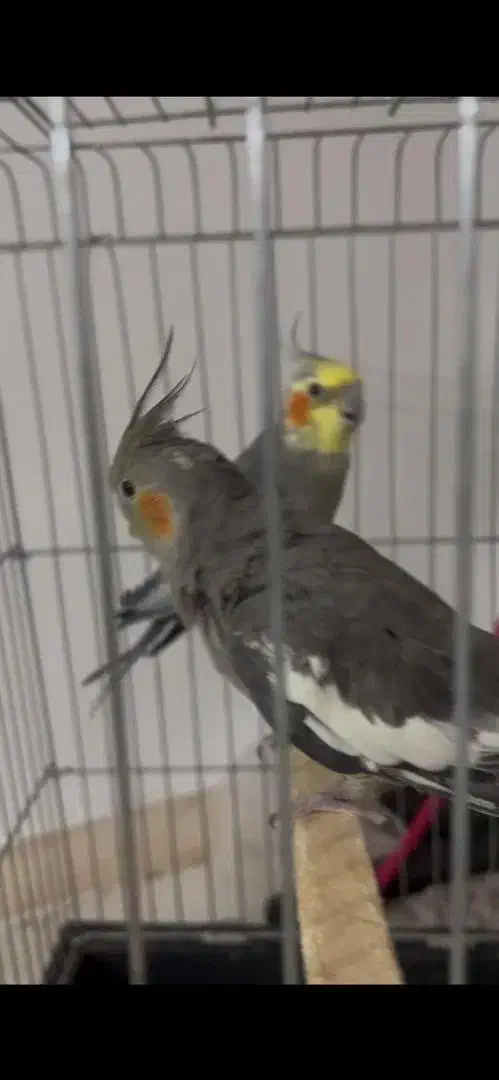 عروس هلندی|پرنده|رفسنجان, |دیوار