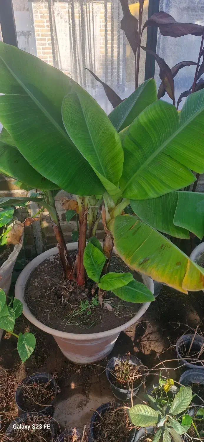 گل اپارتمانی|گل و گیاه طبیعی|مشکین‌دشت, |دیوار