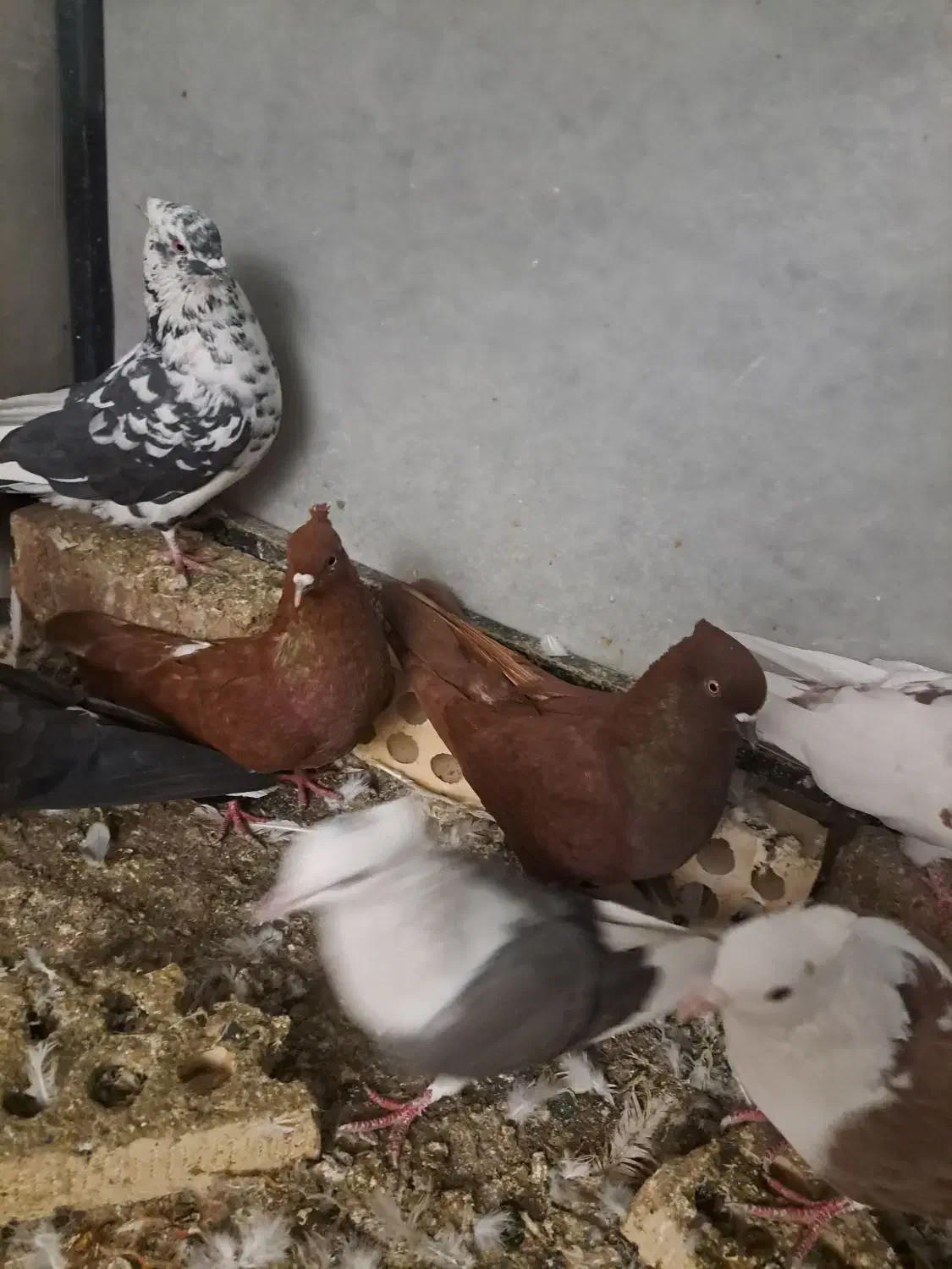 کبوتر پرشی|پرنده|خرم‌آباد, |دیوار