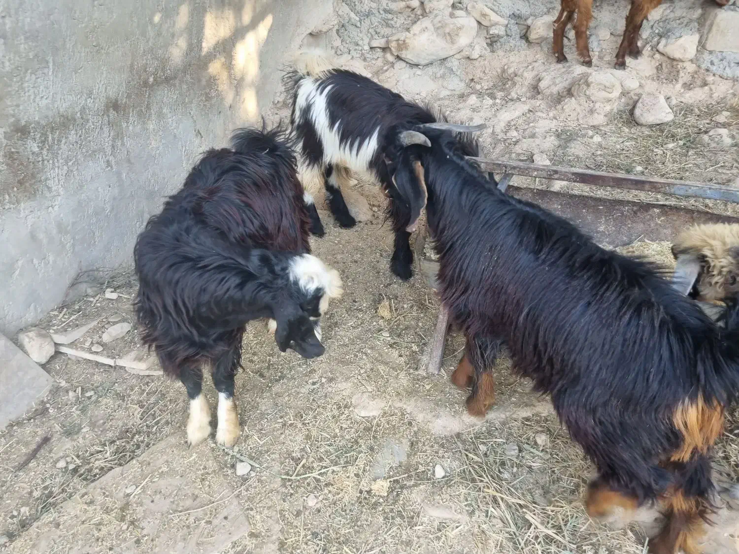 سه عدد کهره|حیوانات مزرعه|جم, |دیوار