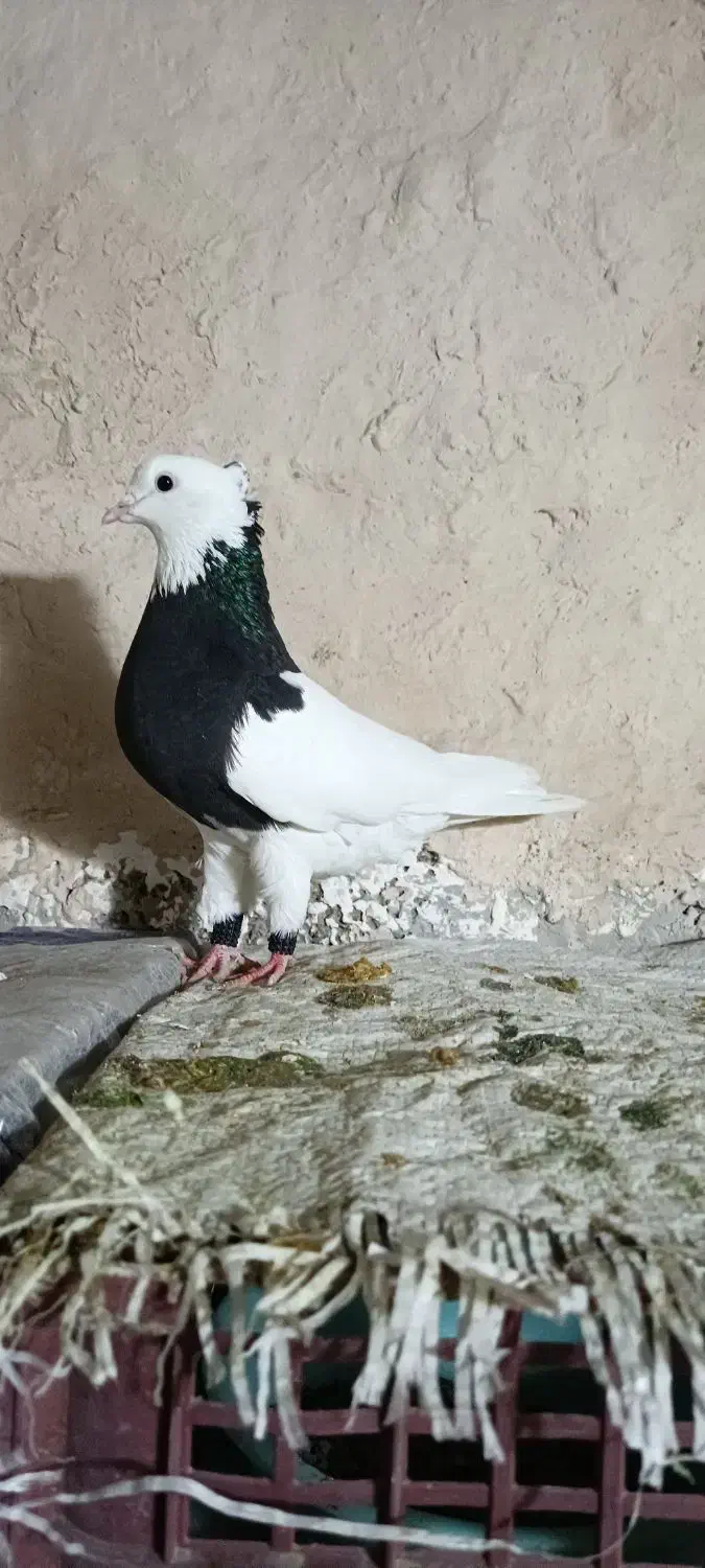 کبوتر طوقی|پرنده|مریوان, |دیوار