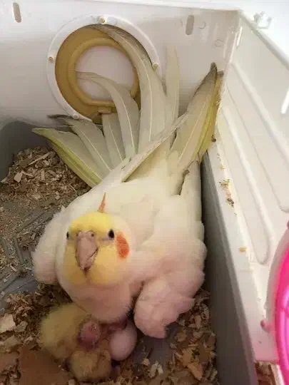 عروس هلندی گم شده|حیوانات|الیگودرز, |دیوار