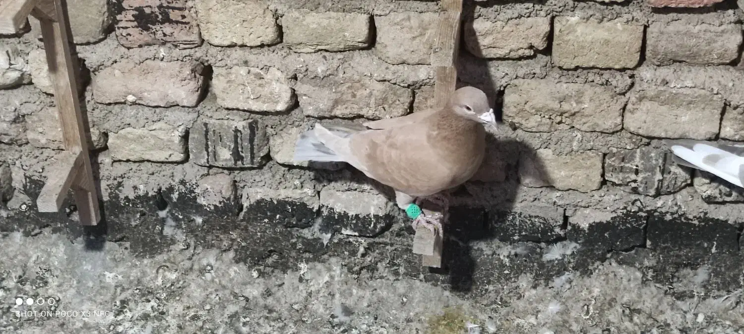 پلاکی|پرنده|شیراز, کوشک میدان|دیوار