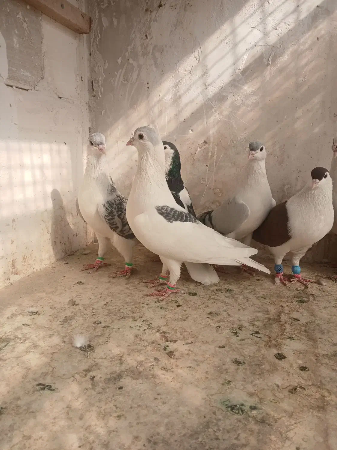 چپ ساده قلدور|پرنده|شاندیز, |دیوار