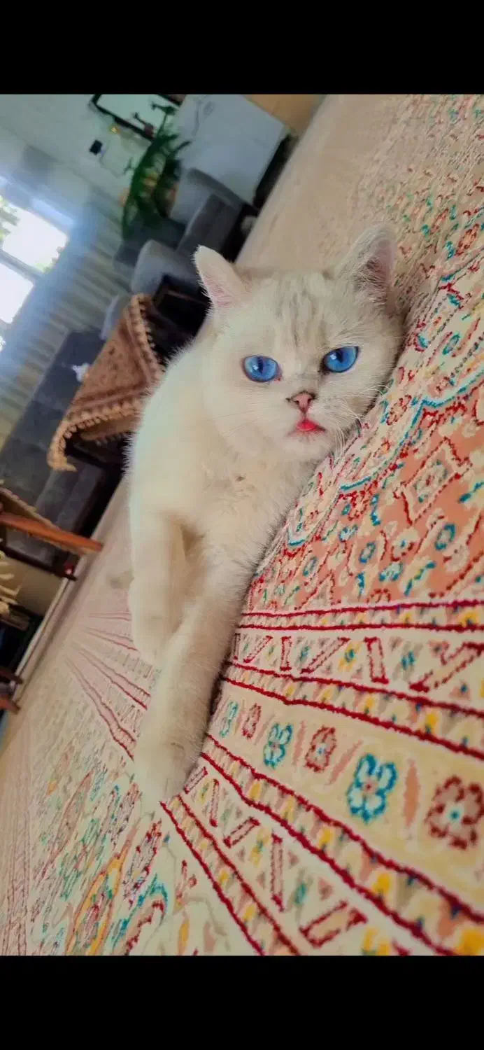 گربه اصیل اسکاتیش بریتیش|گربه|هشتگرد, هیو|دیوار