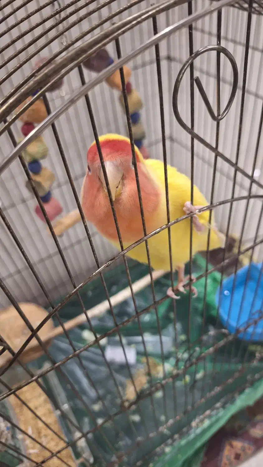 طوطی برزیلی|پرنده|تهران, شهرک خرازی|دیوار