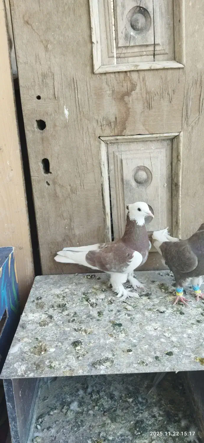 لیلک بزن خوب وکوهی بزن|پرنده|مرودشت, پشت سایپا‎|دیوار