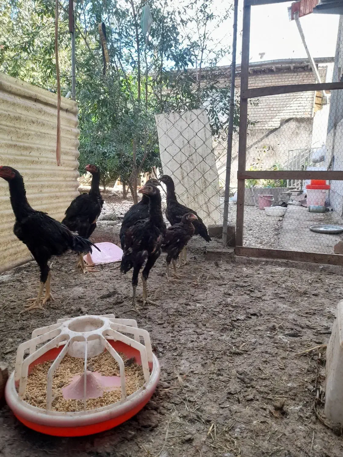 خروس لاری ۷ماهه ومرغ۷ماهه|حیوانات مزرعه|قائم‌شهر, |دیوار