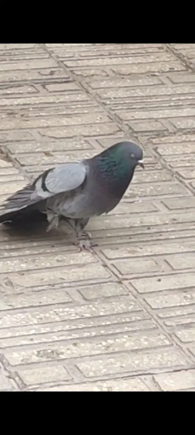 کبوتر درجه یک|پرنده|دلیجان, |دیوار