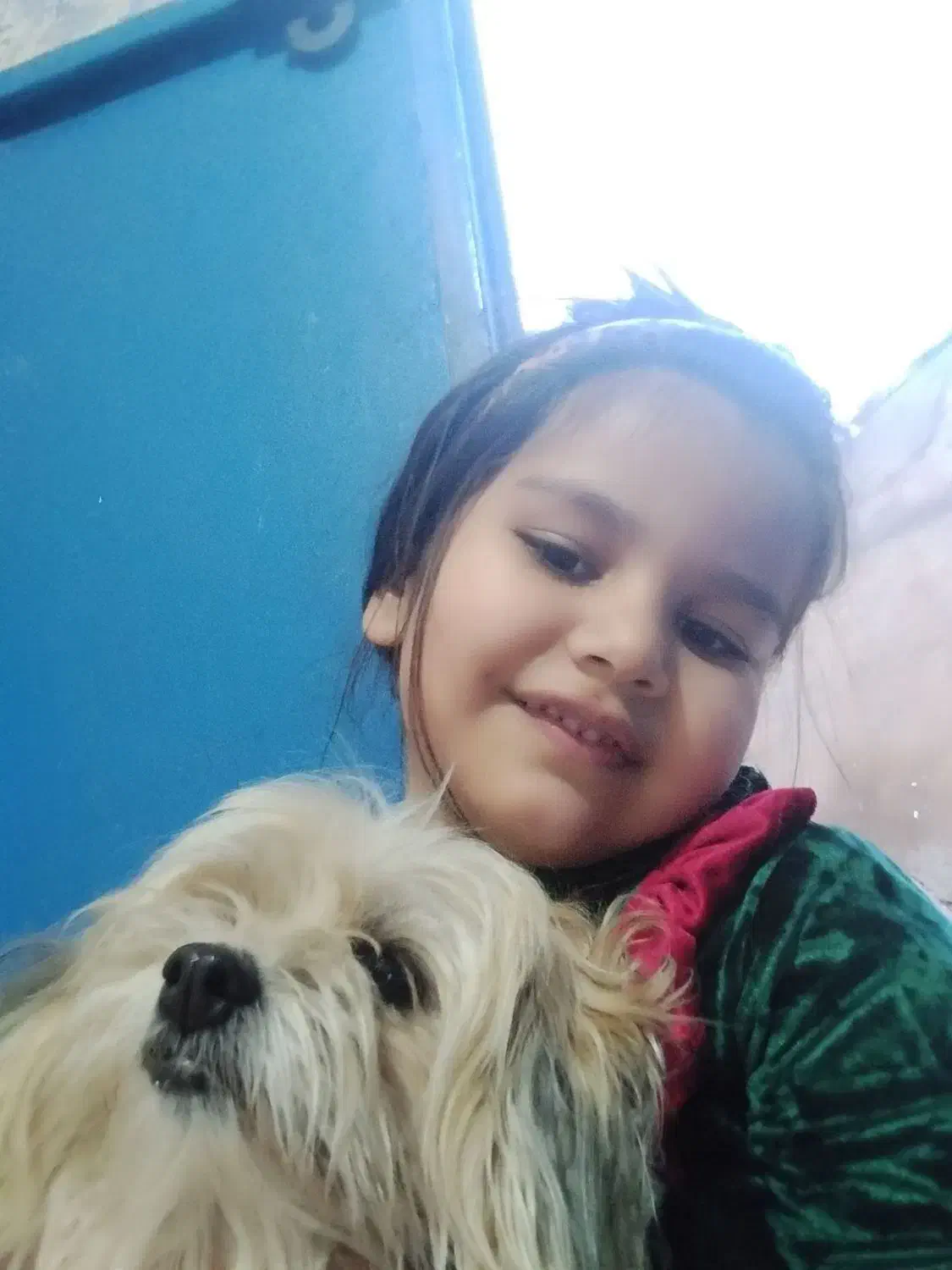 سگ گمشده|حیوانات|مسجد سلیمان, |دیوار