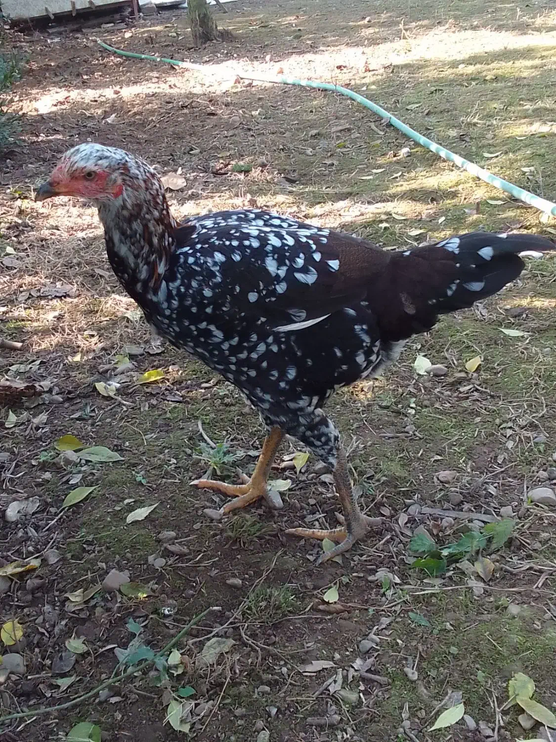 ۷ عددجوجه مرغ لاری تازه وارد ۷ ماه شدن|حیوانات مزرعه|ماسال, |دیوار