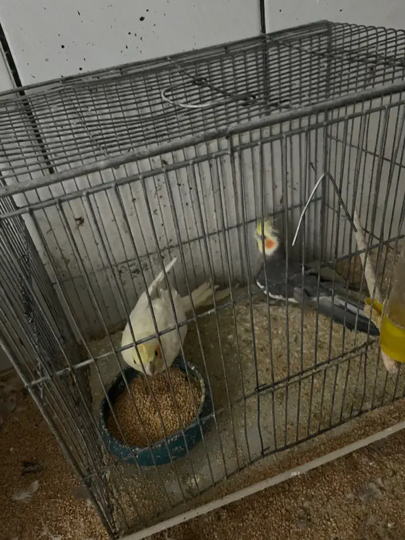 یک جفت عروس هلندی نیمه دستی|پرنده|نجف‌آباد, مجاهد شمالی|دیوار