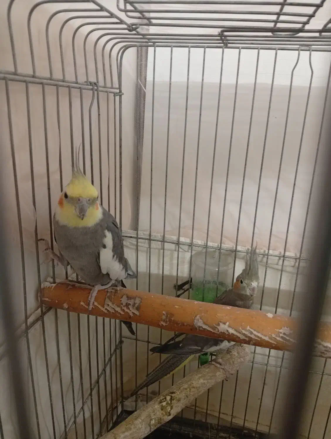 عروس هلندی. جفت|پرنده|رباطکریم, رباطکریم|دیوار