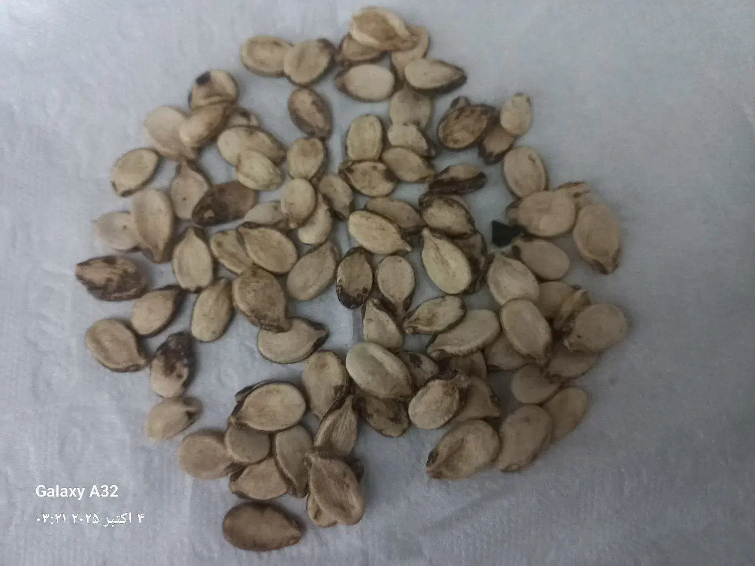 تخم آجیلی|خوردنی و آشامیدنی|کلاله, |دیوار