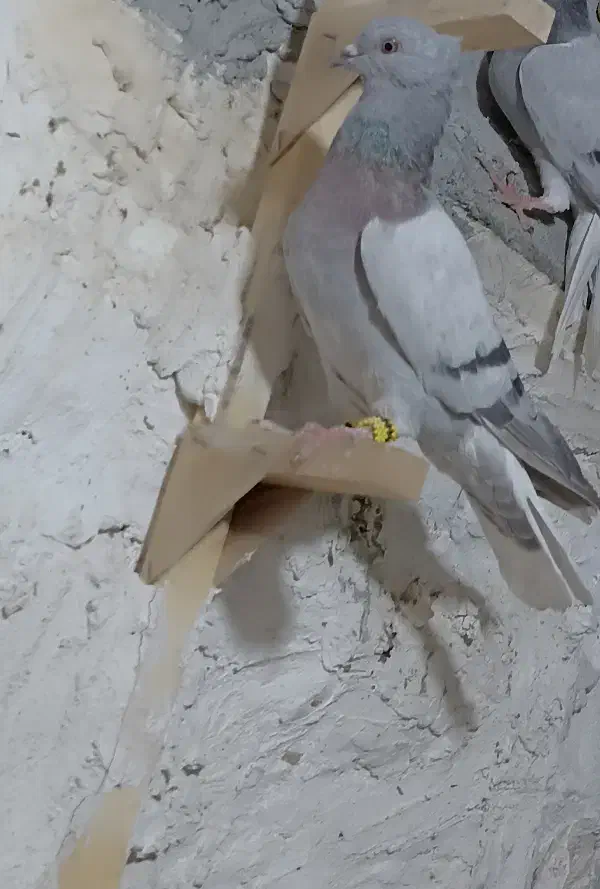 کفتر|پرنده|جنت, |دیوار