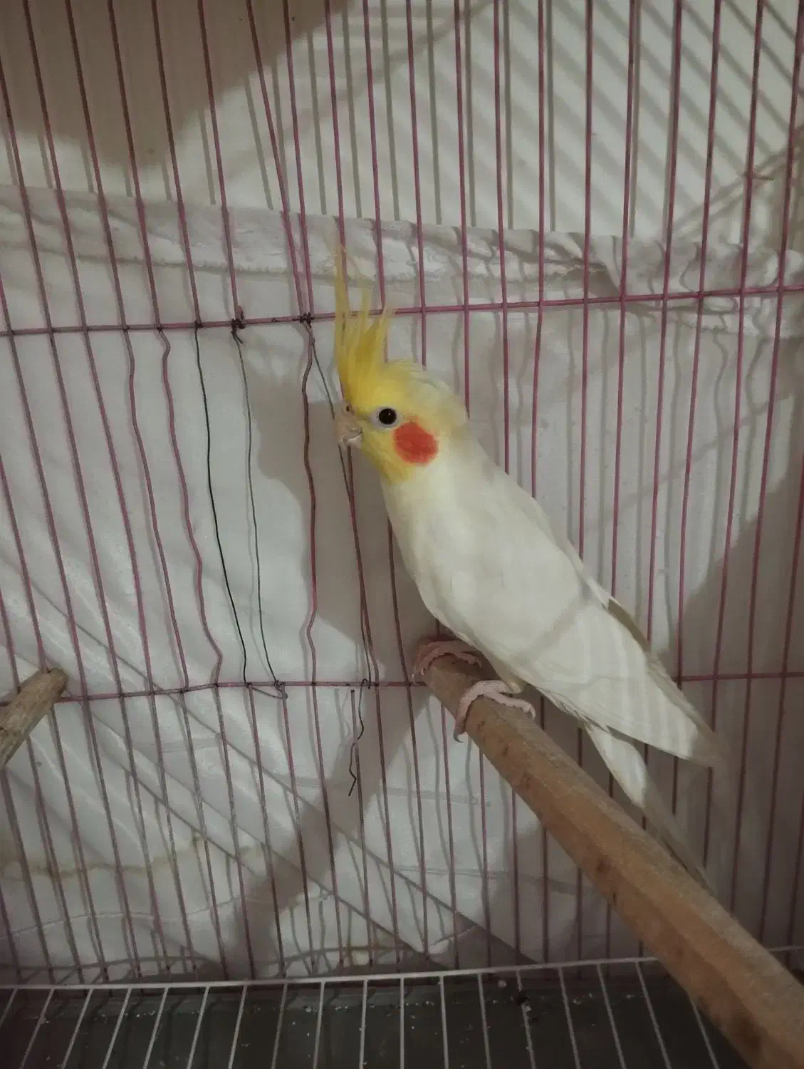 عروس هلندی لوتینو نر|پرنده|تهران, جوادیه تهرانپارس|دیوار