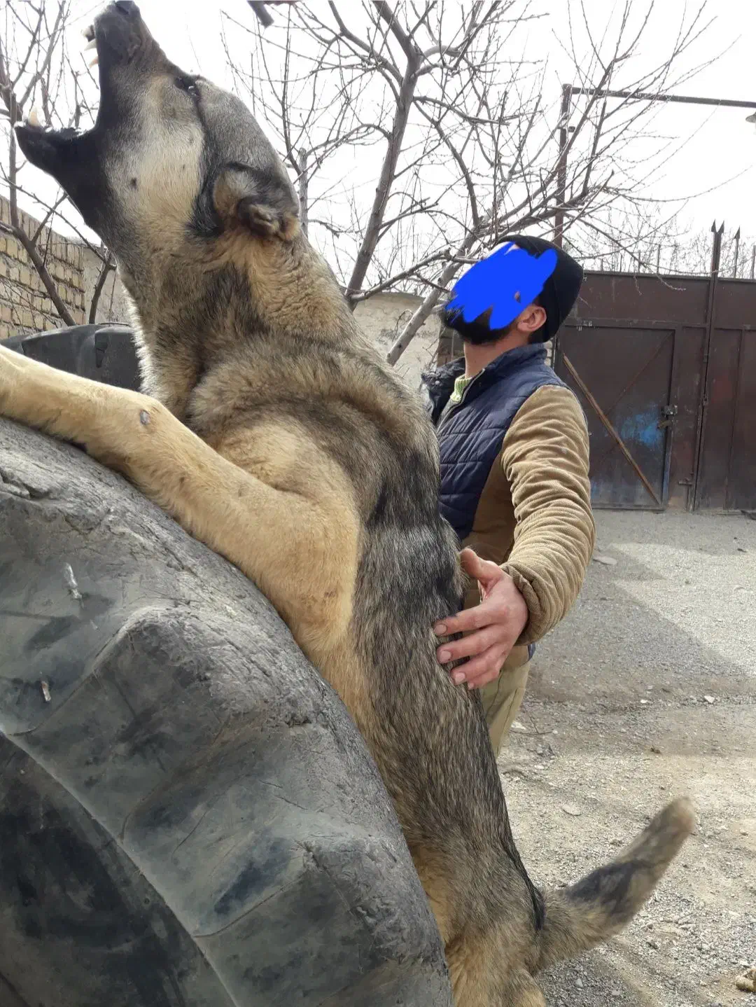 واگذاری سگ پژدر نر|سگ|محمدیه-قزوین, |دیوار