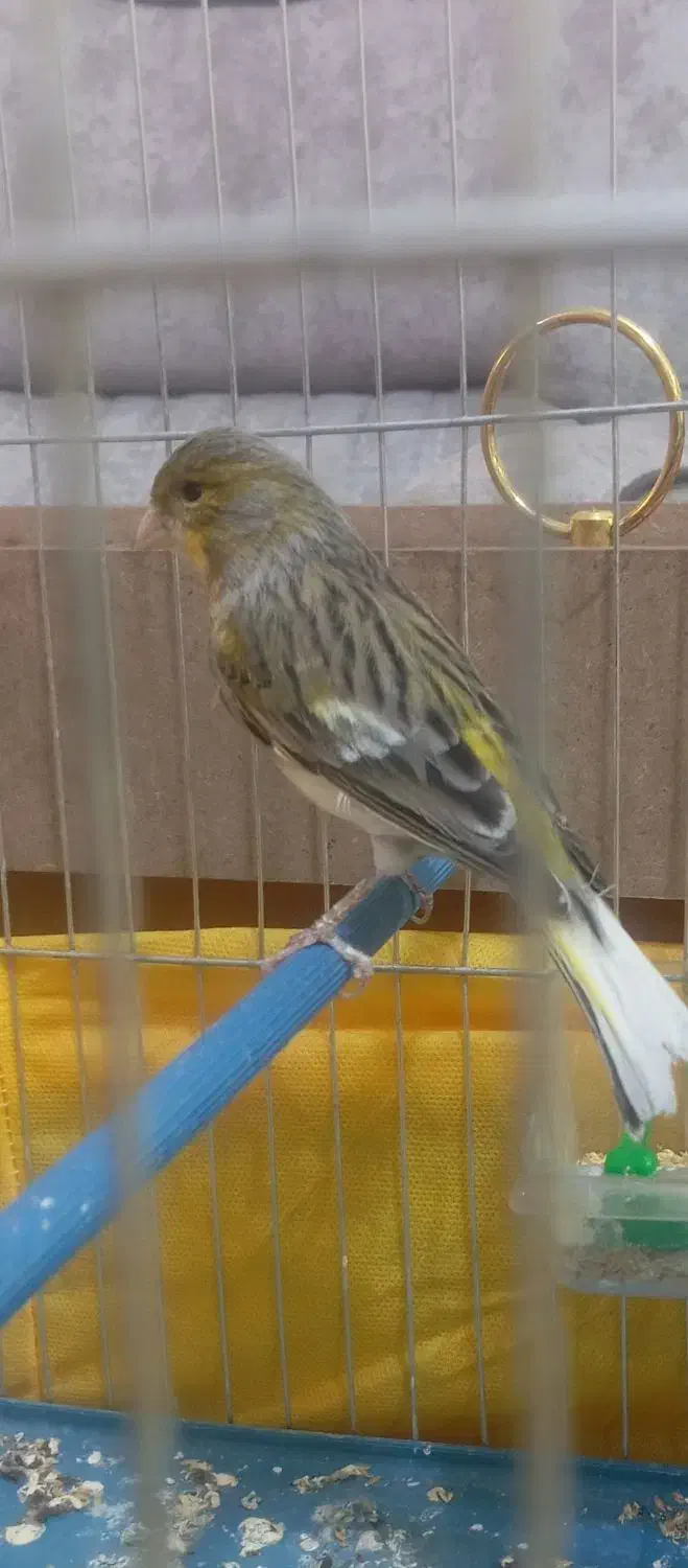 قناری ماده سبز و عروس هلندی سخنگو|پرنده|نهاوند, |دیوار