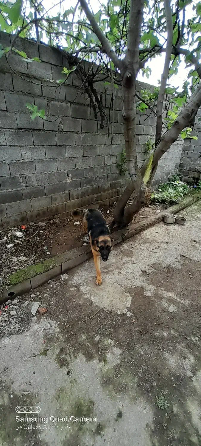 سگ ژرمن شپرت کلاسیک|سگ|قائم‌شهر, |دیوار