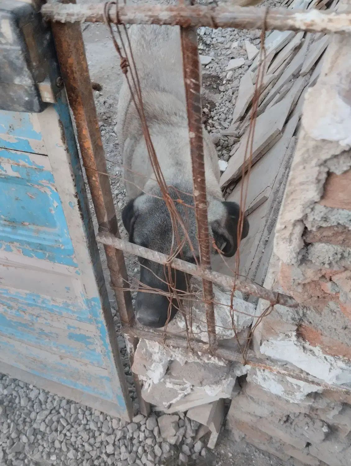 ماده عراقی|سگ|اردبیل, |دیوار