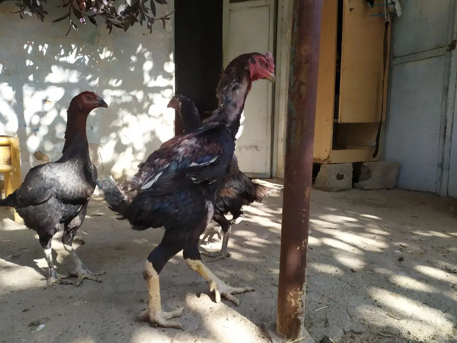 یک ست لاری دانگ بالا سلامت|حیوانات مزرعه|هشتگرد, خور|دیوار