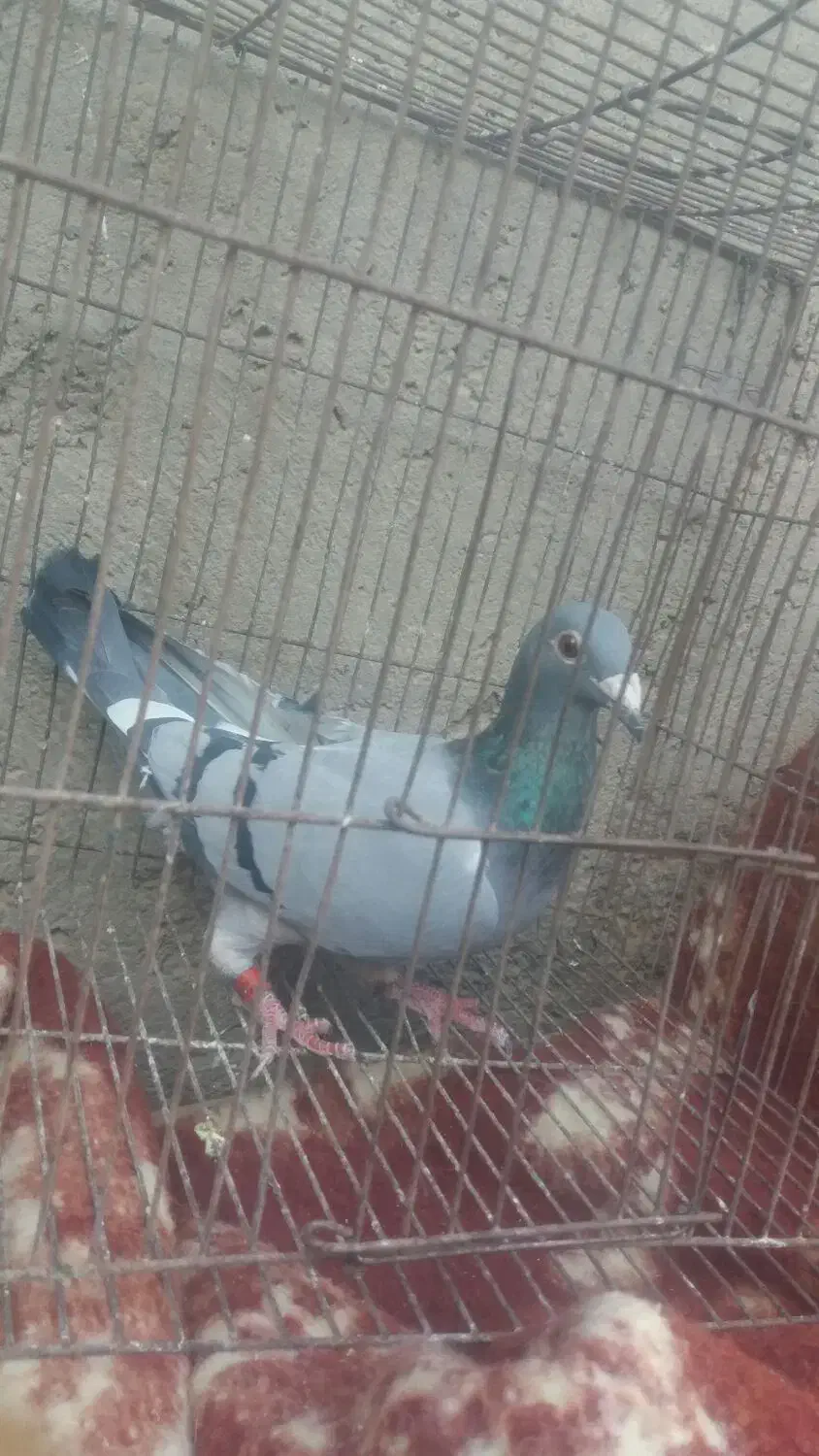 کبوتر گم شده|پرنده|زهک, |دیوار