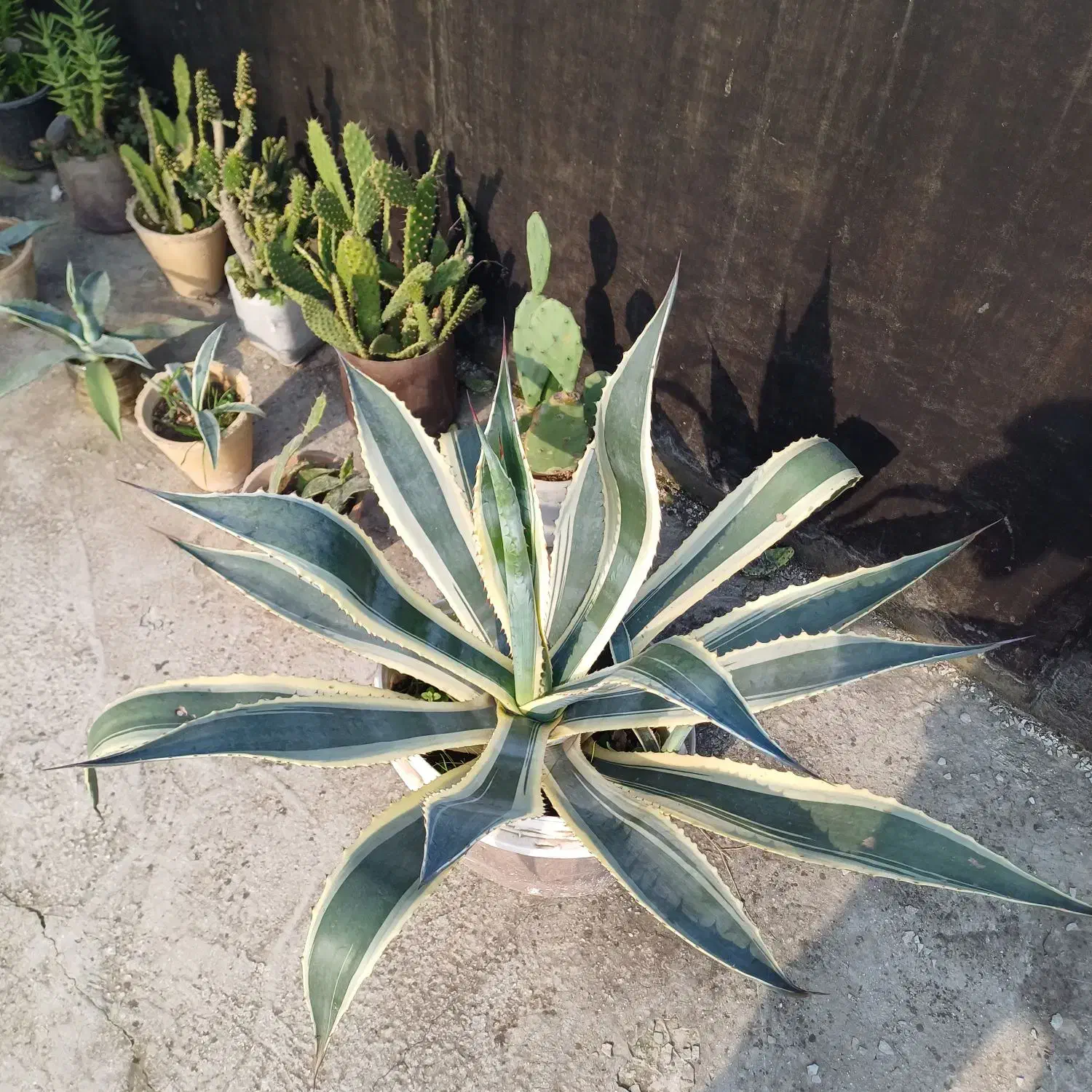 آگاو ابلق|گل و گیاه طبیعی|کوچصفهان, |دیوار