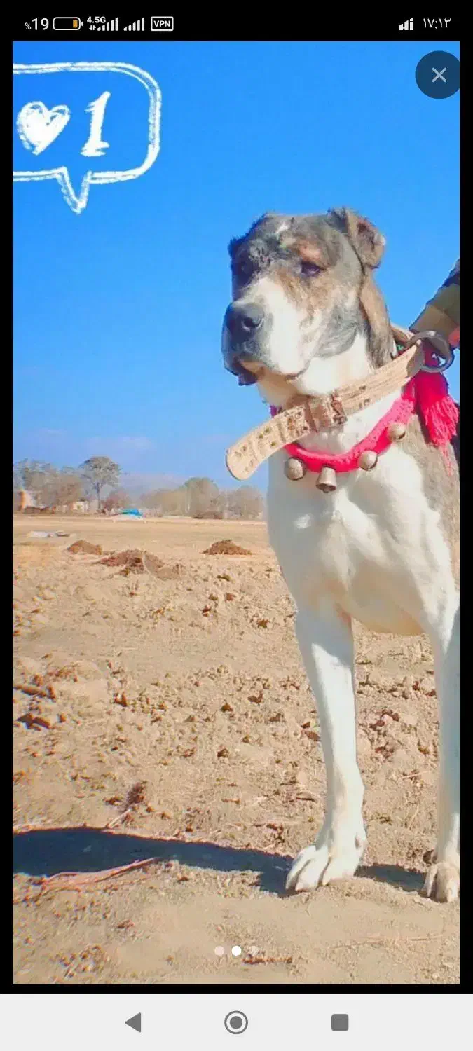 فروش سگ افغان|سگ|سنندج, |دیوار