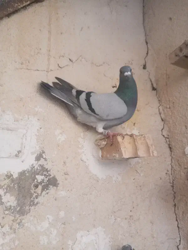 کبوتر‌ پلاکی|پرنده|سوسنگرد, |دیوار
