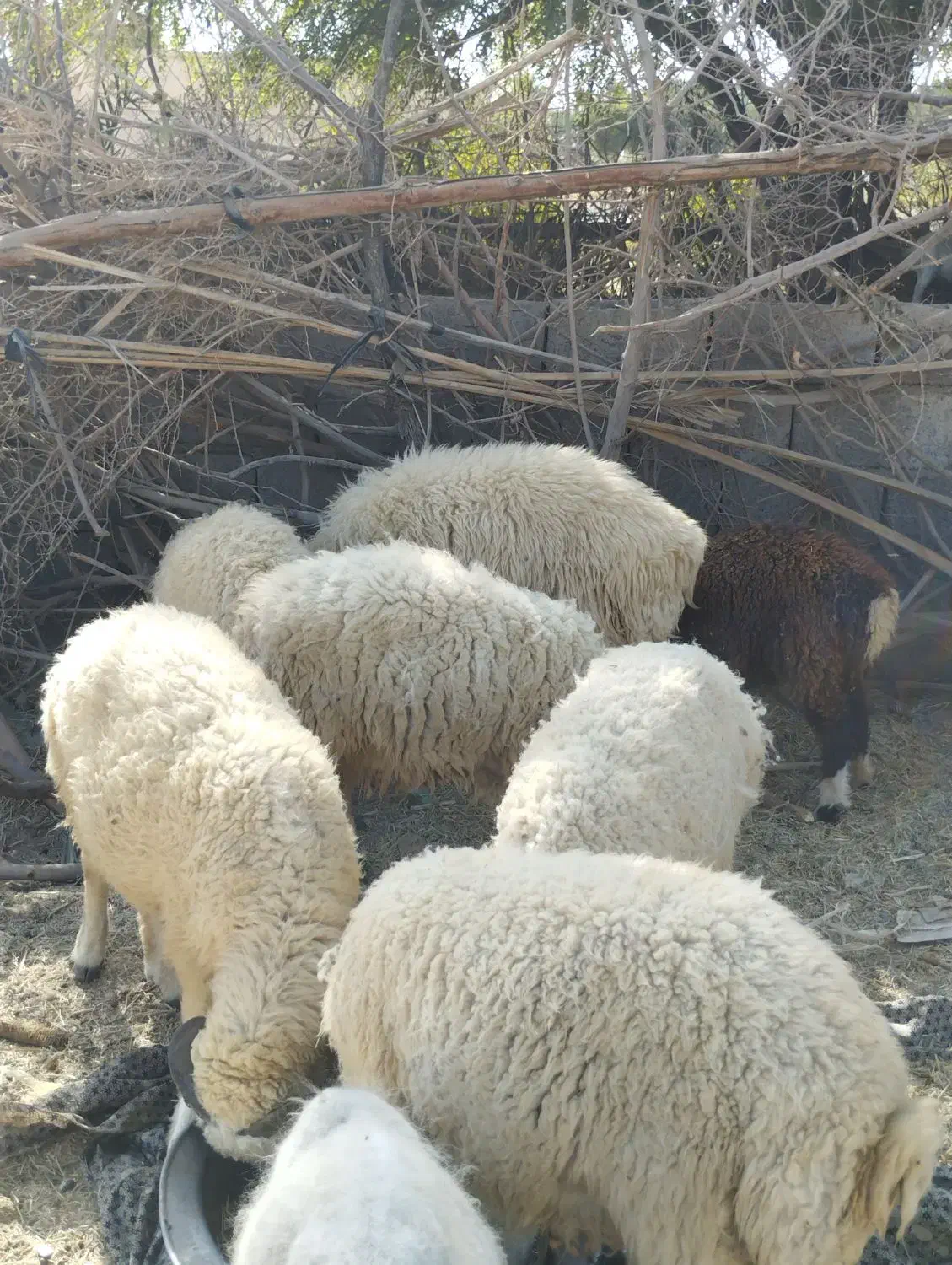 بره نر|حیوانات مزرعه|جیرفت, |دیوار