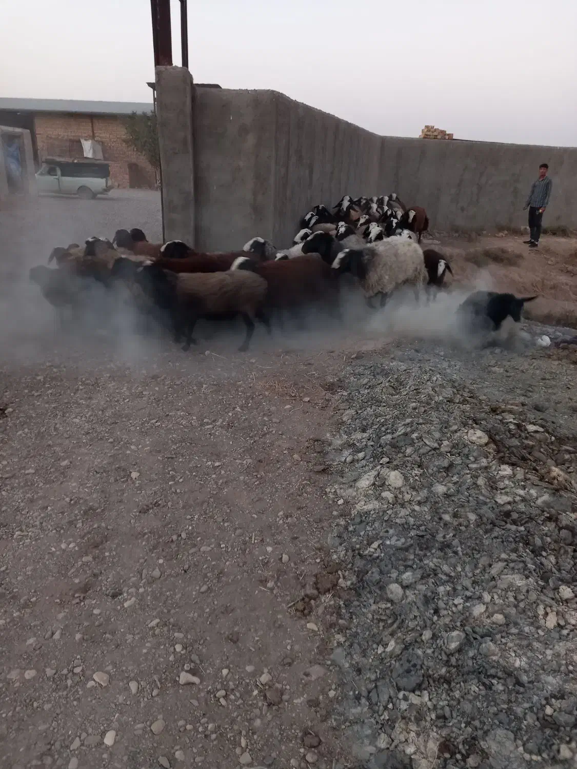 بسم الله فروش قوچ و میش های اصیل شال|حیوانات مزرعه|شال, |دیوار