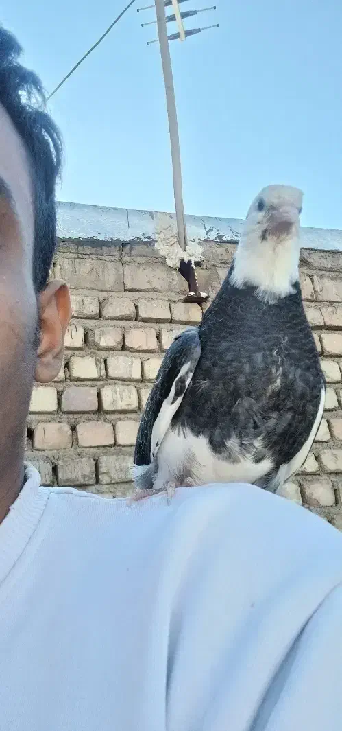 کفتر|حیوانات|قم, سید معصوم|دیوار