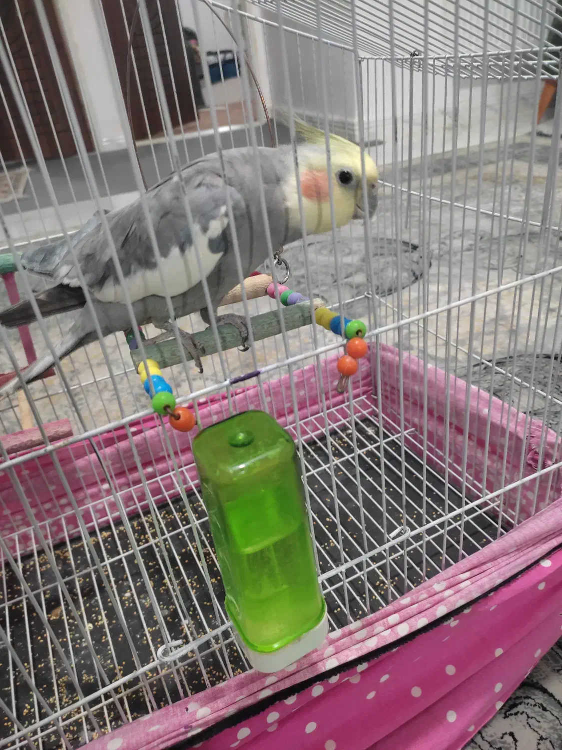 عروس هلندی نر|پرنده|رباط‌کریم, شترخوار|دیوار