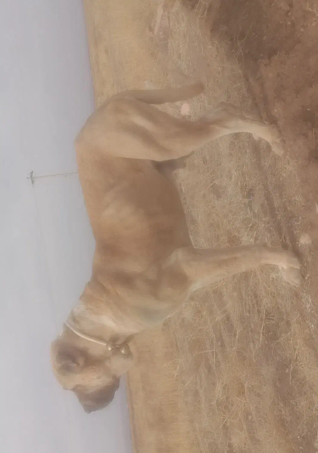 این سگ گم شد|حیوانات|نیشابور, جمهوری|دیوار